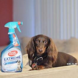 dog with Simple solution product on furniture