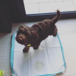 dog with disposable training pad