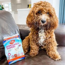 dog sitting on couch with Simple Solution diapers