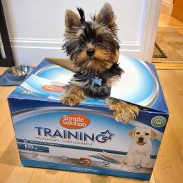 Dog in a Simple Solution Training pad box