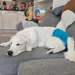 Dog lying down in diaper